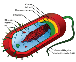 cross section of prokaryote cell