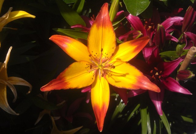 "Not even Solomon in all his glory was arrayed like one of these." - Jesus, Matthew 6:29