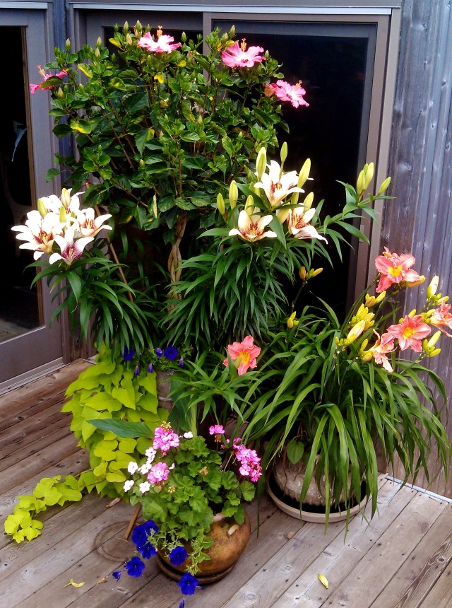 Last year, thanks to damage from Superstorm Sandy, the deer had access to the decks, and managed to nip all the lilies in the bud before we ever made it out to the beach, so the're really raring to go this year, as you can see. This grouping sits just to the right inside the door to the front deck.