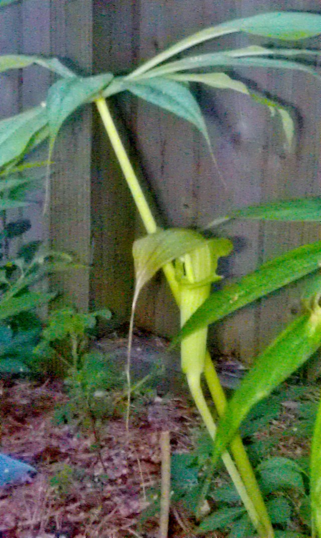 I've always loved pitcher plants, but they are hard to grow here. Nevertheless, this umbrella-leafed specimen has been a steady contributor for many years. The long string hanging off its "lid" is to entice insects to land and then climb up and in... at their peril.