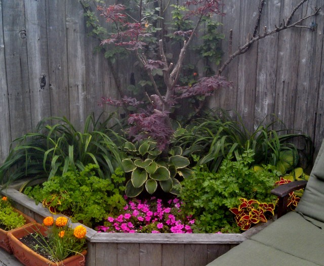 Just beyond the begonias, in the back left corner of the deck, is this built-in planter that actually goes down for six feet to the "bedsand" so works well for the Japanese maple tree in the center. Unfortunately, this is also the corner of the deck closest to the ocean, and the salt spray is deadly to the leaves of the maple, so keeping it going is a constant challenge. We lost more of it over the past winter than ever before, but it's still hanging in there. We also use this for herbs, and there is parsely, rosemary and basil growing alongside the little impatiens (and chives in the two boxes on the outside, where we're also growing basil and cilantro seedlings for later transplanting.)