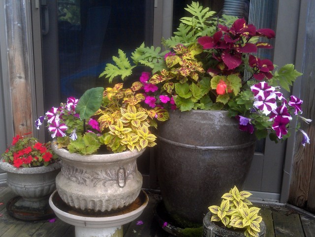 We'll be back to the front when we head out to Richard's garden, but for now, moving through the entry hall to the pool deck, just to the right is one of my favorite growing spots, because it seems to be perfect for growing begonias and coleus. It's early going yet for this grouping, so the first begonia is just showing a little orange bud, but there will be many more to come. I also put a surprise in this grouping, our first black-stemmed elephant ear that you can see just coming up in the large pot to the left. Be prepared, because this grouping will be huge by the end of the season.