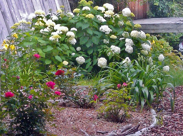 Finally at the top of the hill, just before the entry bridge, is the rose garden. The enormous hydrangea behind it is another survivor. The first year after the flood, it didn't come back at all. The second year - last year - it was one tiny stem with only one flower. Clearly, it was ready to reclaim it's previous spot when this spring rolled around!