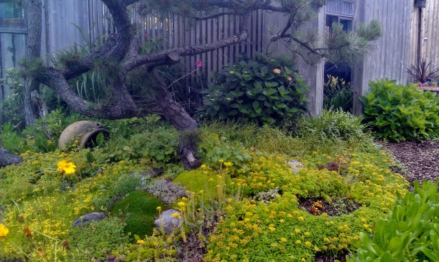 We call it the bonzai tree, but it's unique shape is the result of years of growth while constricted by massive poison ivy vines. Richard actually dug out the walk to be able to go underneath it without hitting your head.