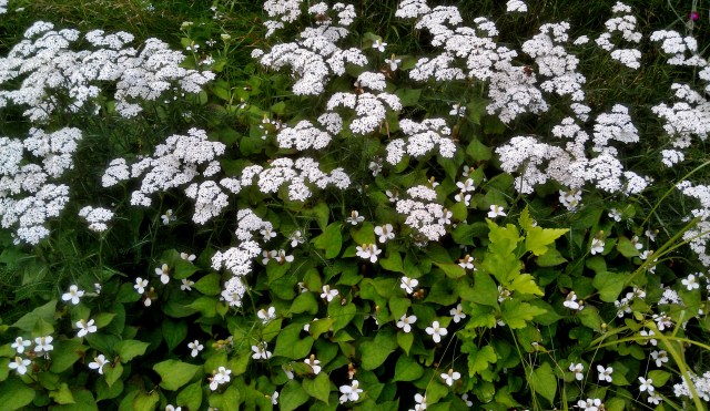 Wildflowers in white