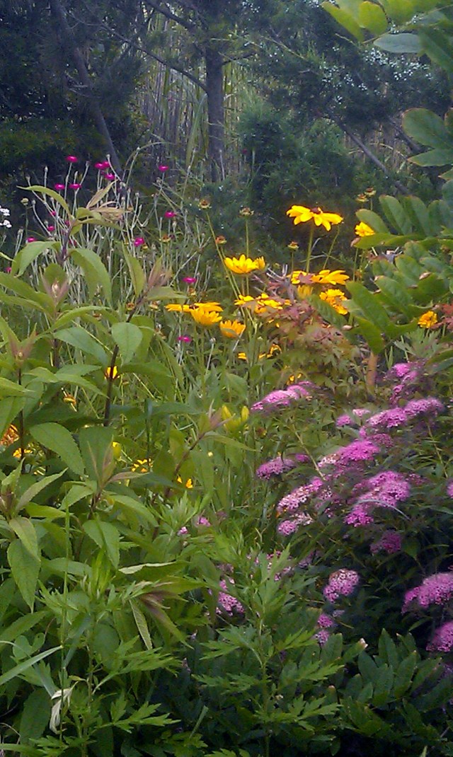 ...or in yellow and fuscia.