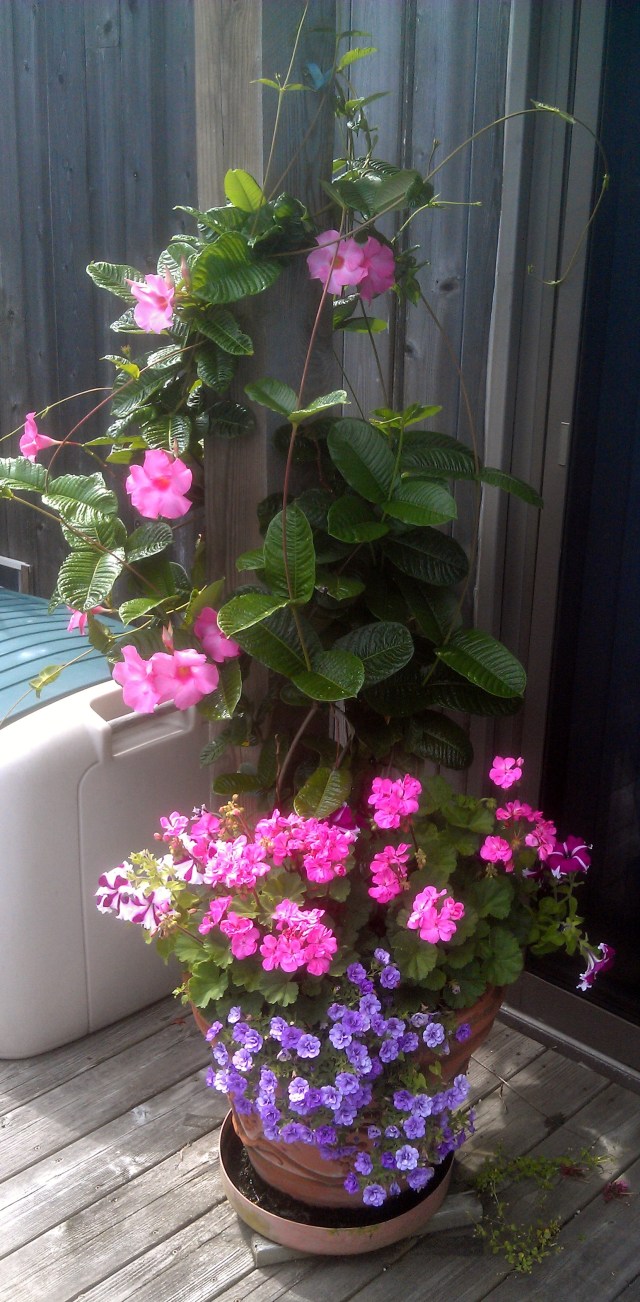 On the other side of the table is this little group, one of my favorites, with a mandevilla that will, by season's end, have climbed all the way up the post and along the balcony rail above it.