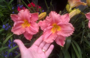 2) Detail from the same grouping, shown for size comparison.