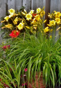 3) This pot of dwarf Stella Doros is always the first to bloom, but I had placed it on the ground before the flood, so it was among those that did not bloom in the second year, but came back like gangbusters this year, as you can see.