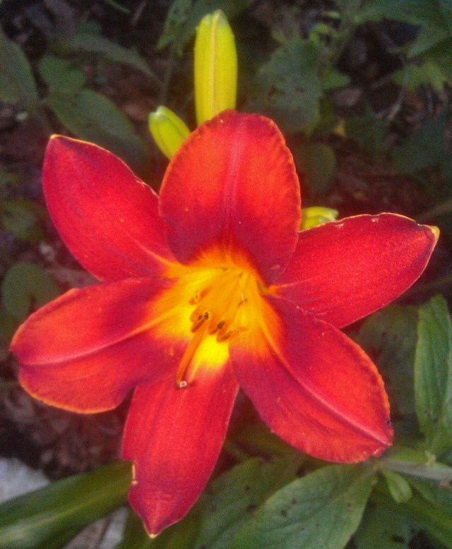 10) I have despaired of getting this color right, and though this is close, it still doesn't convey the unfathomably deep velvety orange color it truly is, nor the happy contrast of the bright yellow starburst, which is so much sharper in person.