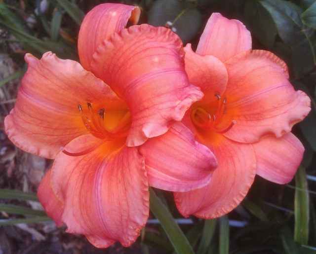 "Not even Solomon, in all his glory, was arrayed like one of these." - Jesus, Matthew 6:29