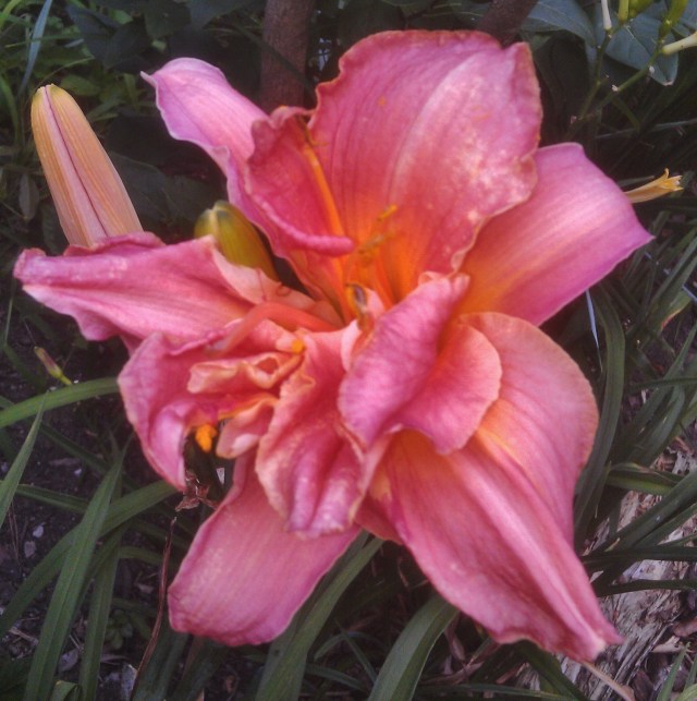 24) This is the most profoundly "double" day lily bloom I've ever seen. Amazing. 