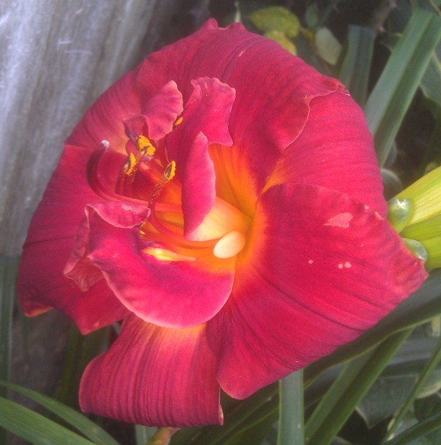 27) This is a more normal looking "double" day lily.