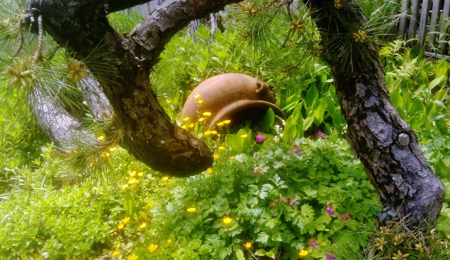 Buttercups, Lilies of the valley and wild Geraniums announce the arrival of spring! (In 1997, when Richard first landscaped the "sunny side" of the yard, he took a regular pot and turned it on it's side, buried about a third of it in the sand and placed a light inside, which created a magical effect. Then, about four years later, we started seeing purpose built pots designed with a flat side for achieving the same look. Just sayin'....)
