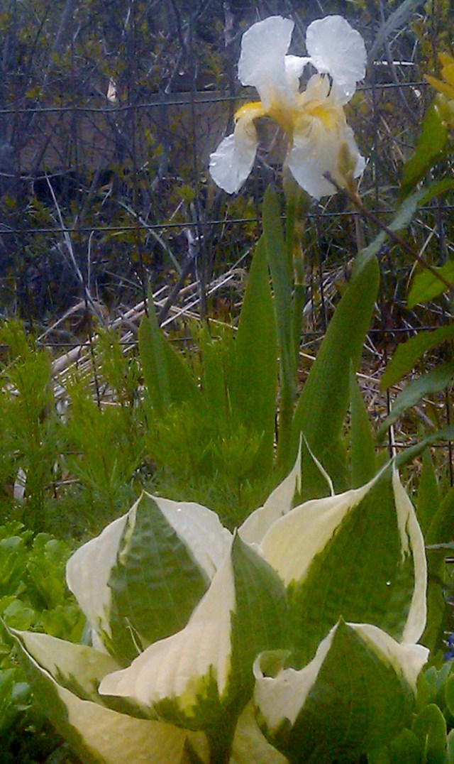 26617659943_e5c327fea5_o