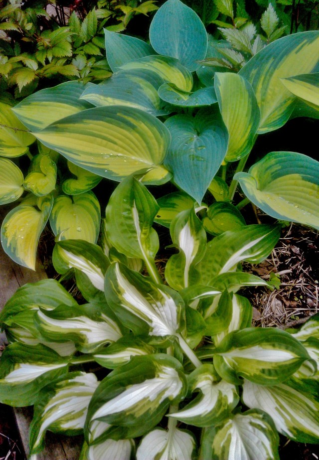 26949027540_ddeec33f4d_o