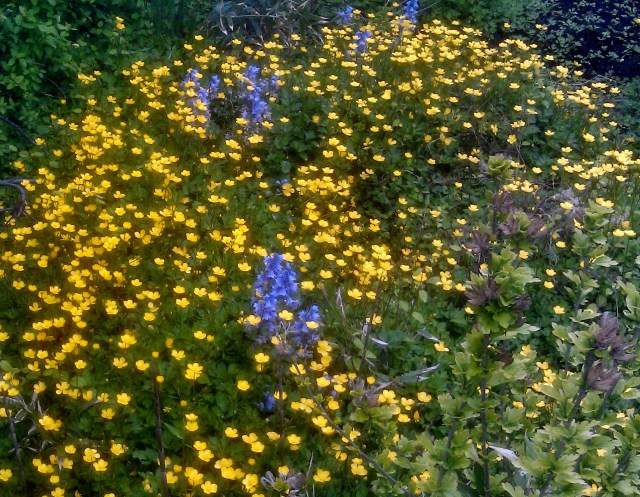 27126311462_1c5f9e7d7d_o