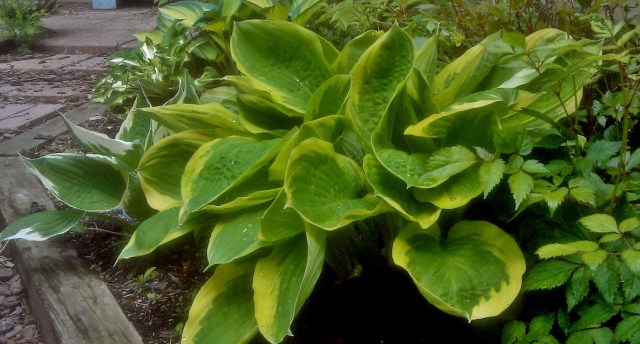 27224290565_fe0fd54532_o