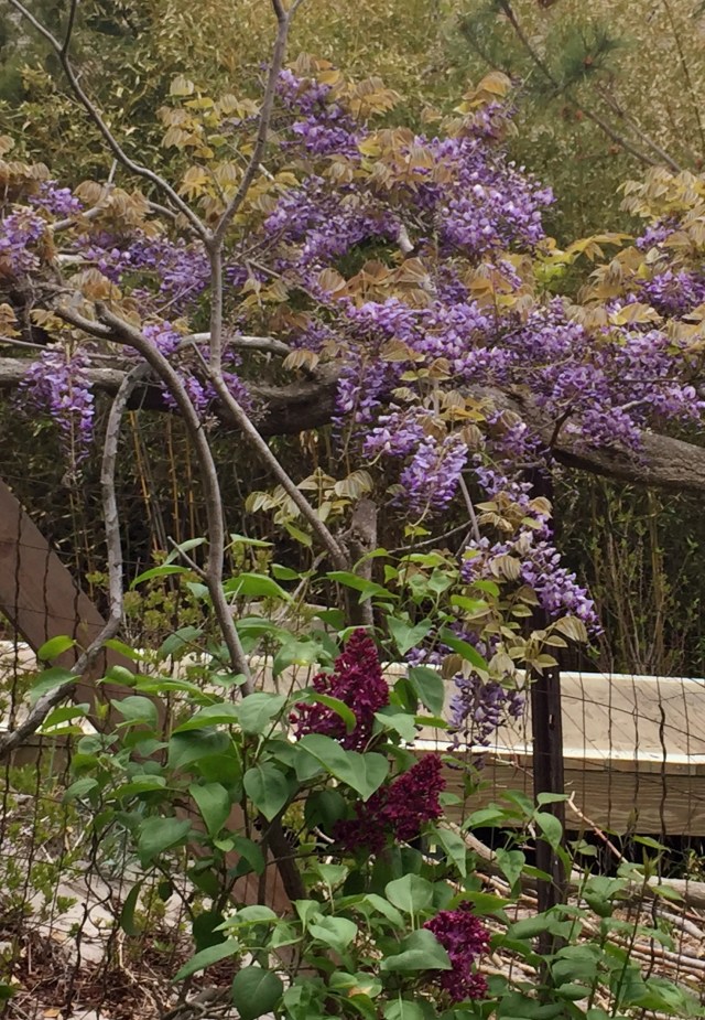 Photo May 21, 11 53 54 AM