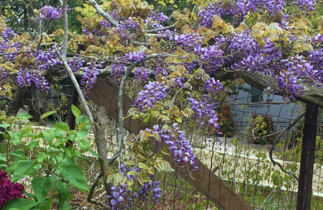 Photo May 21, 11 54 24 AM (1)