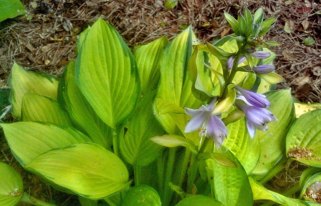 27439187470_030ed8a131_o