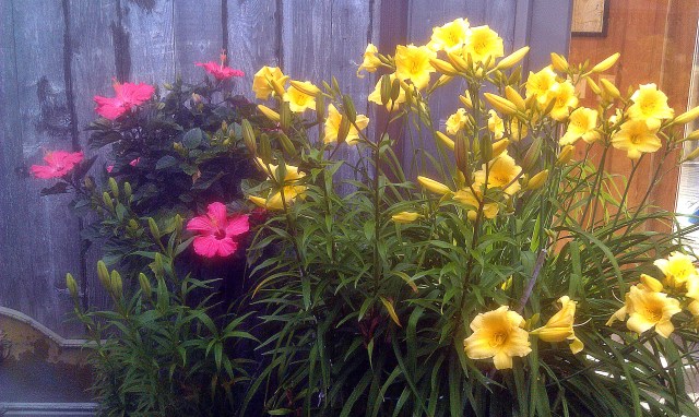 27608343414_1899f16d01_o