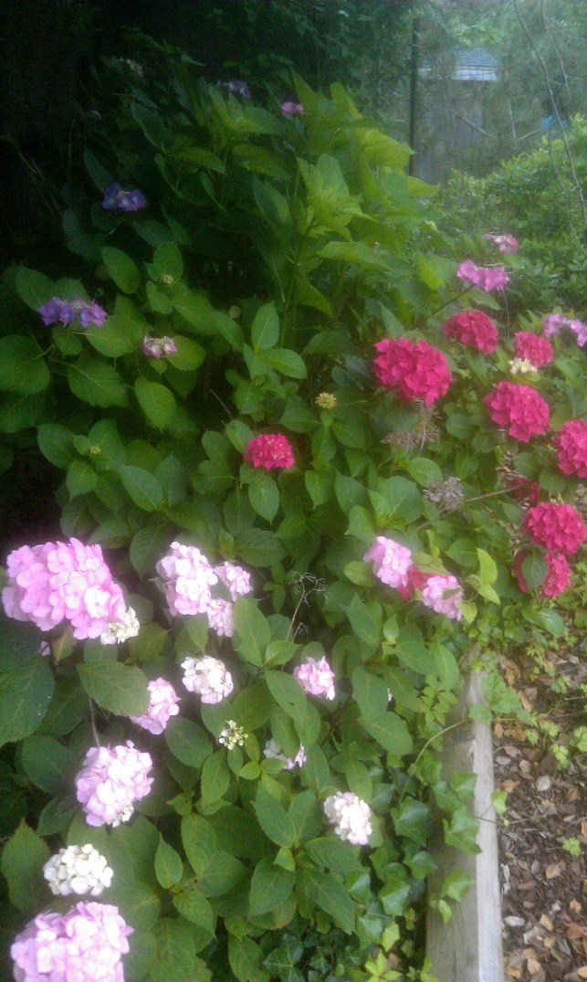 27608662783_fdcc8d649f_o