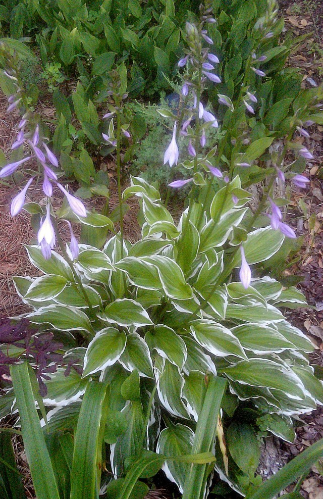 27608686733_86b8c79c38_o