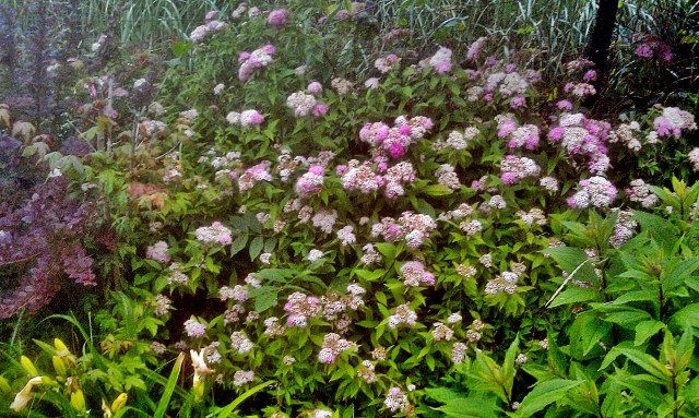 27608713124_e24b612623_o