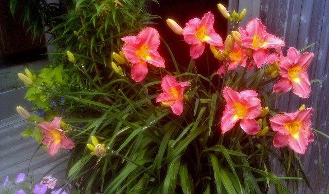 27616584753_711ef94a45_o-2