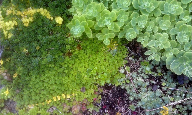 27616772514_7146b154a2_o