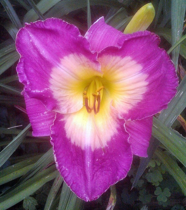 27693914694_4bc9fd31cc_o