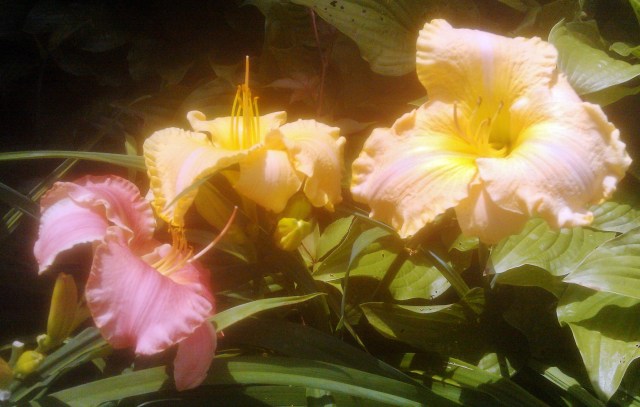 27969773950_75c7ca8a53_o