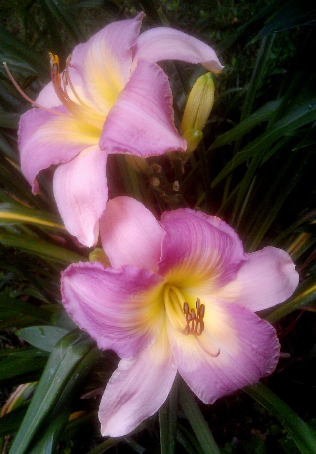 28028617640_e10e742a2c_o1