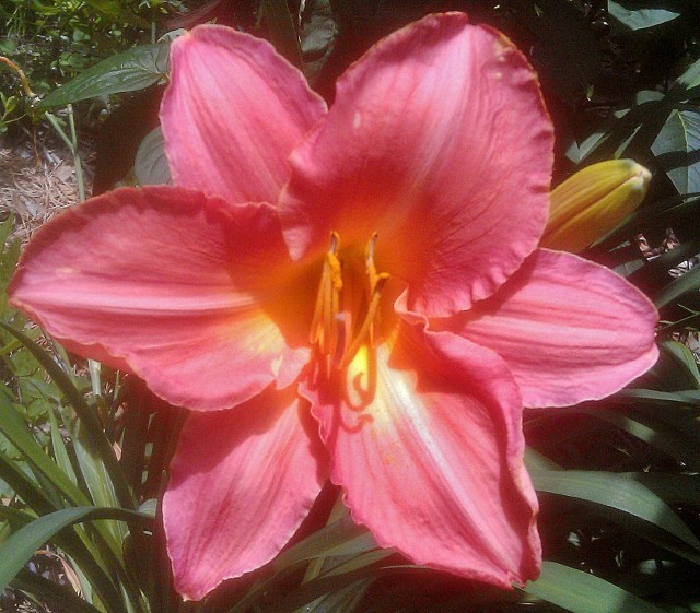 28172988631_a6cc387787_o