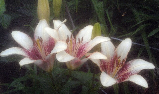 28190344386_ac1cd3257e_o