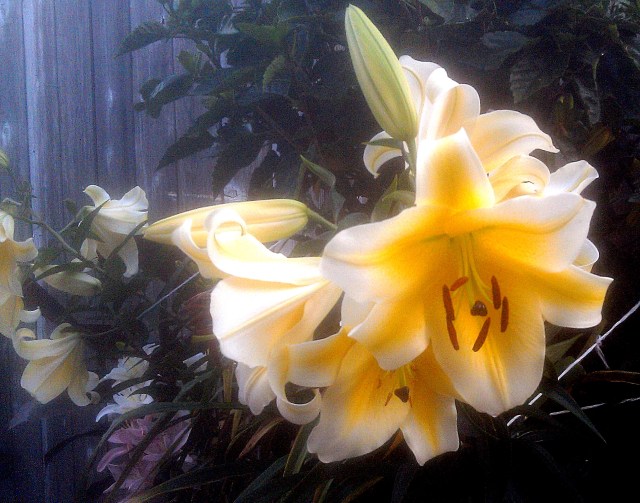 28212765074_b8168df698_o