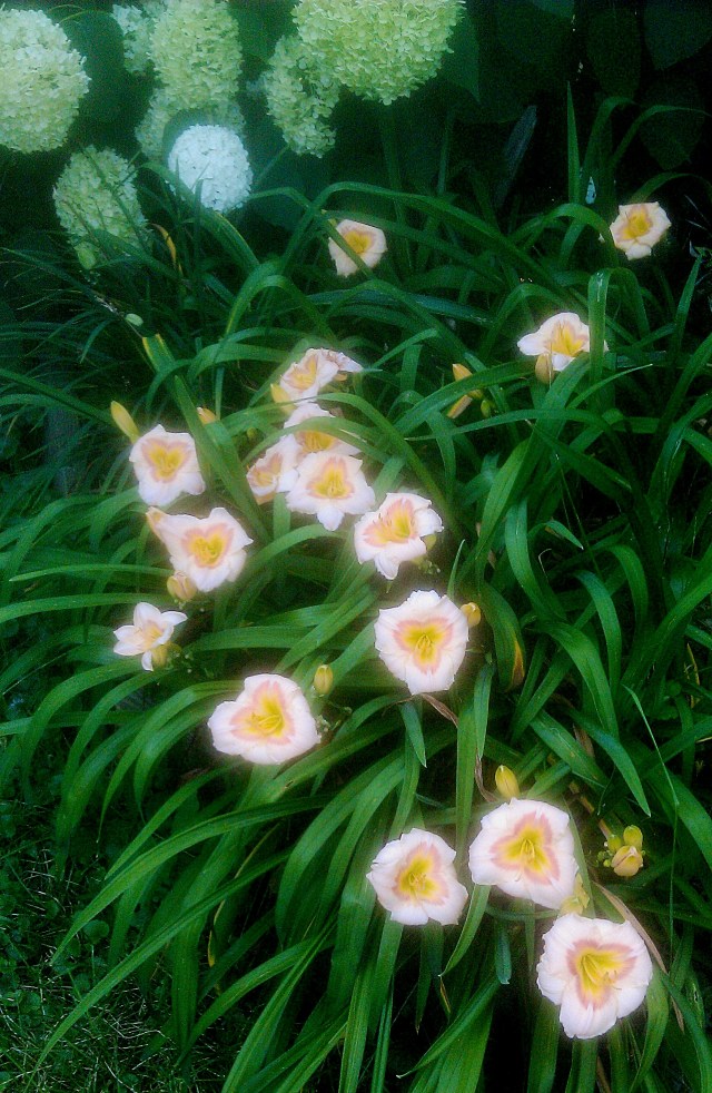 28212816074_7ab923fa62_o