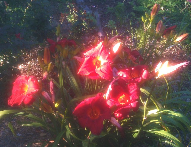 28220094334_34c9b7e4da_o-2