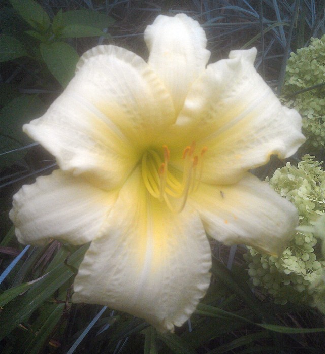 28220449524_4f4029b086_o