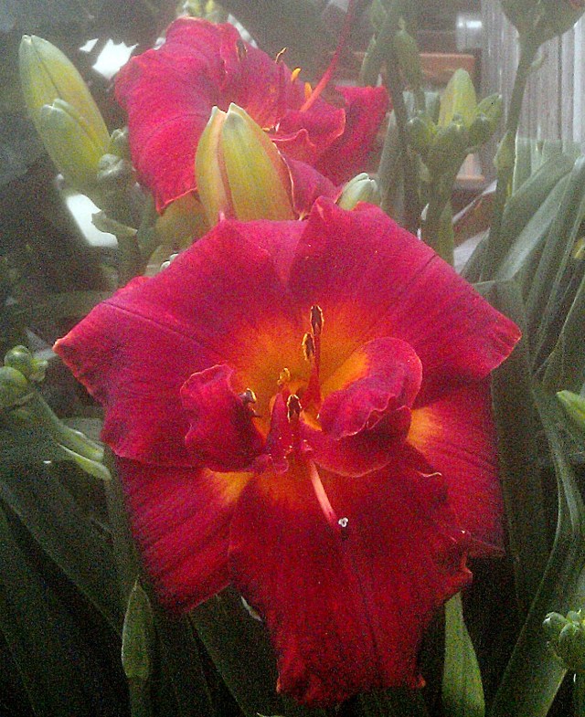 28231587071_76bc2a7694_o