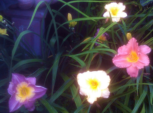 28732778482_c87808e44d_o