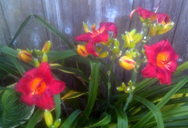 28754167451_98f5314840_o