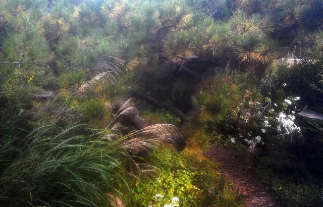 29950740454_f341d68818_o