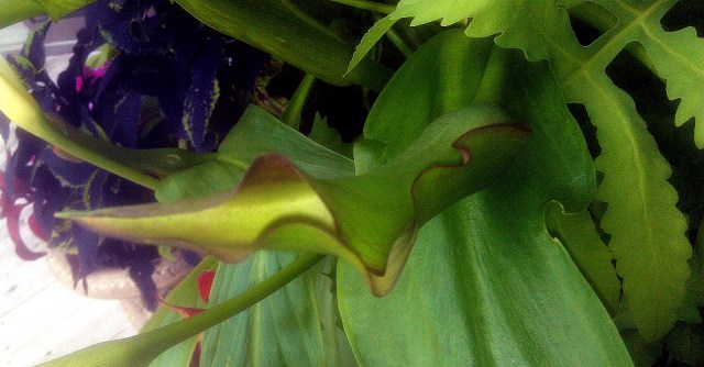 30608214675_006c7e91e5_o